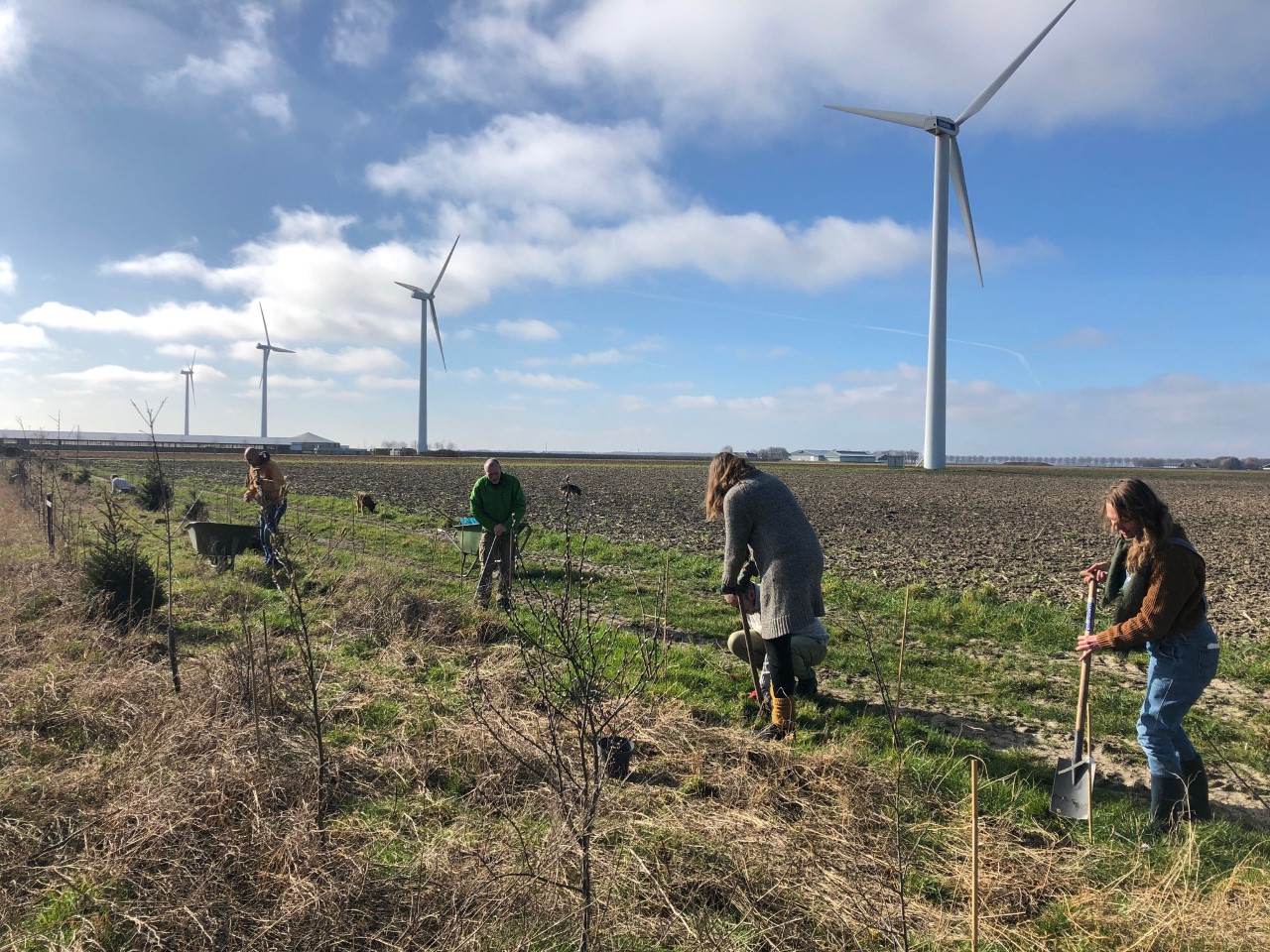 Planten achtergrond windmolens