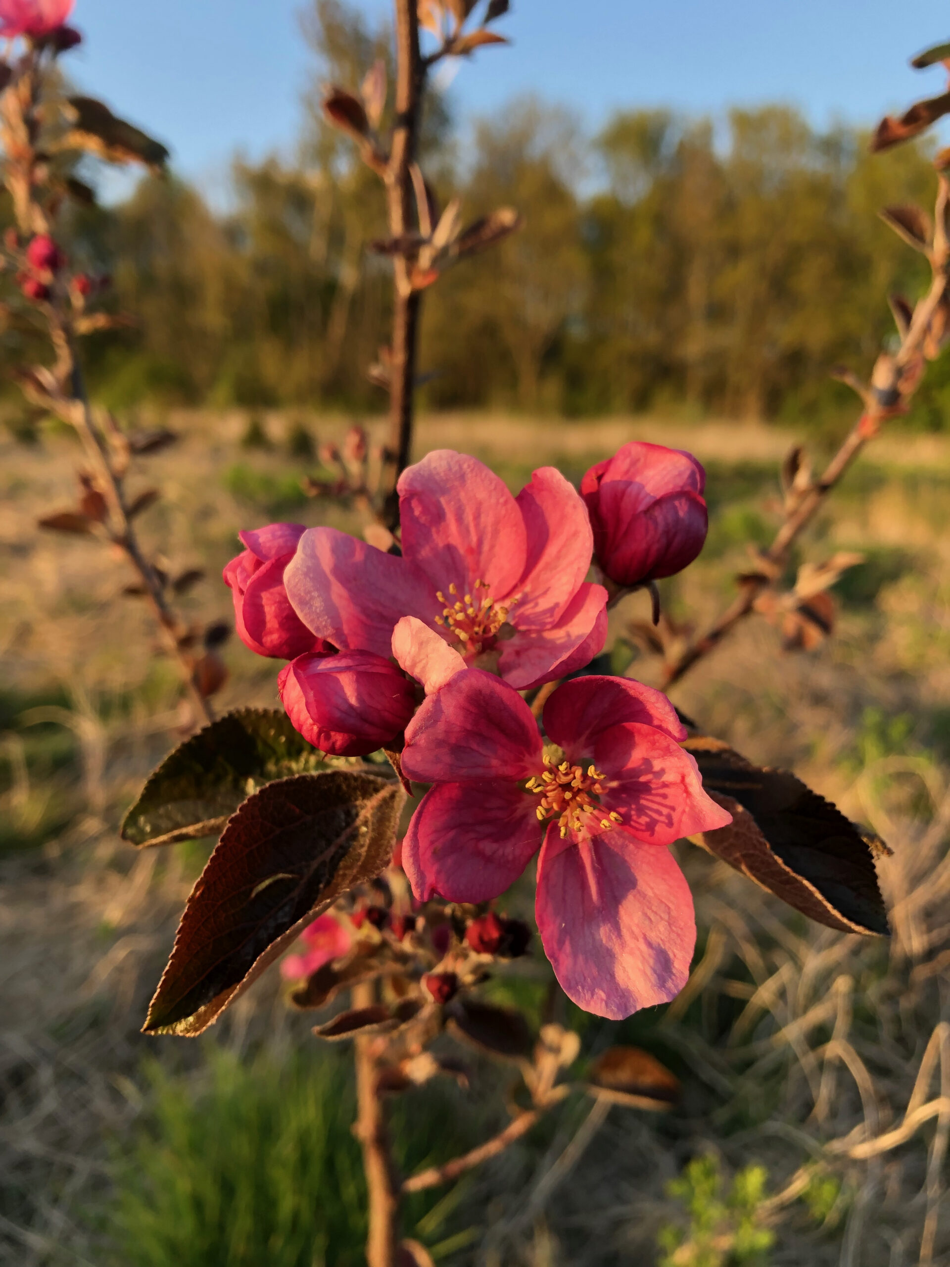 Bloesem appel